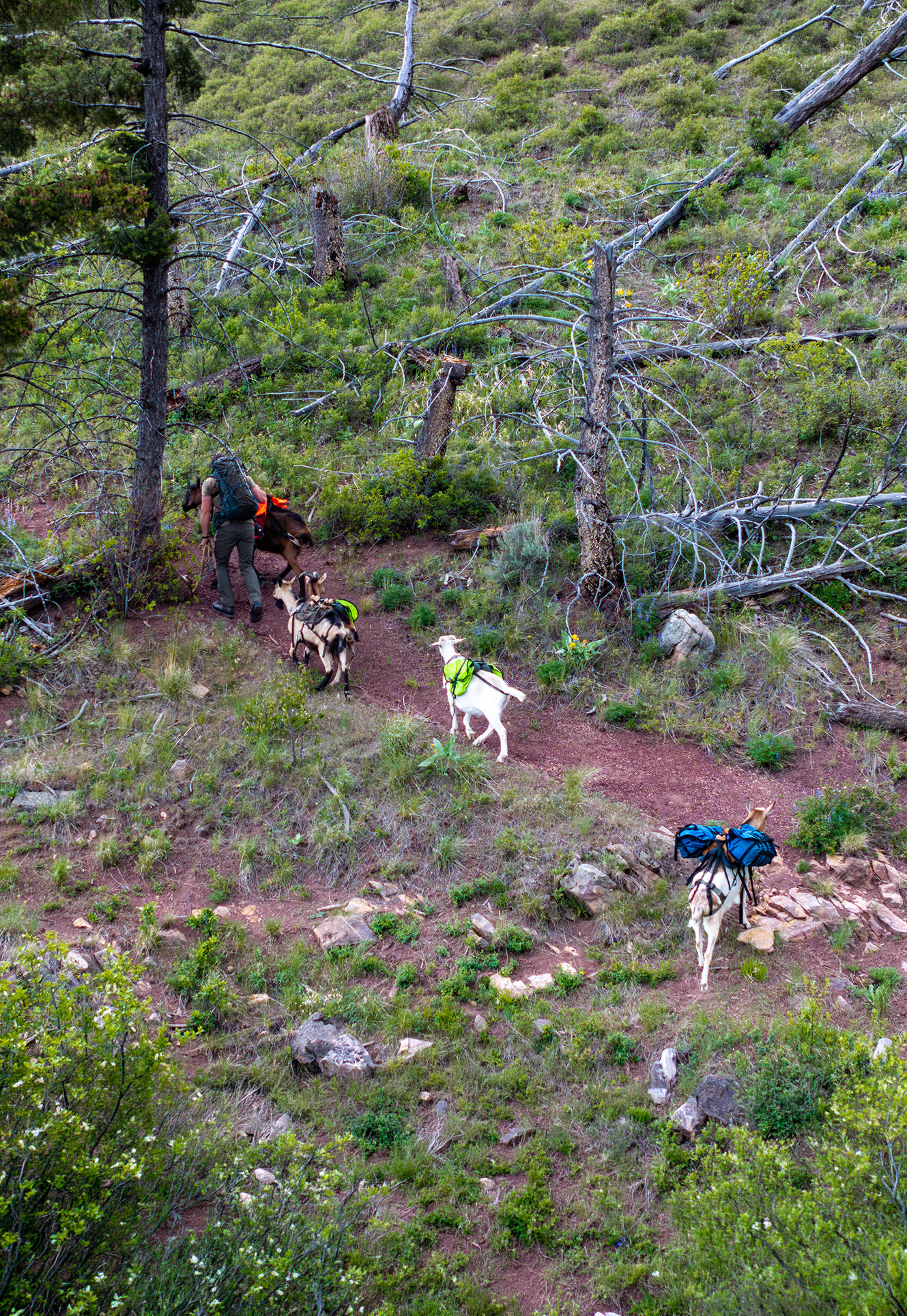 Backpacking With Goats In Montana Pinnacle Pursuit 1 Backpacking With Goats In Montana Pinnacle Pursuit 1