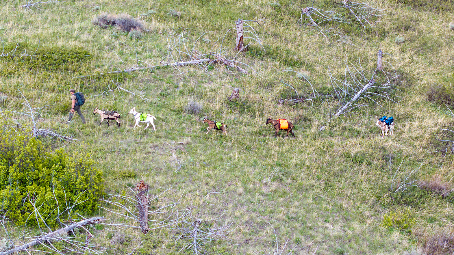 Backpacking With Goats In Montana Pinnacle Pursuit 2