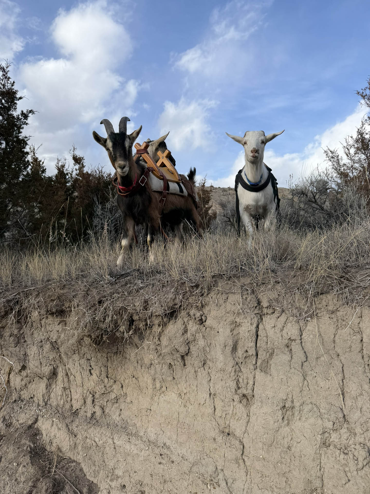 Expedition Goats Vertical 2