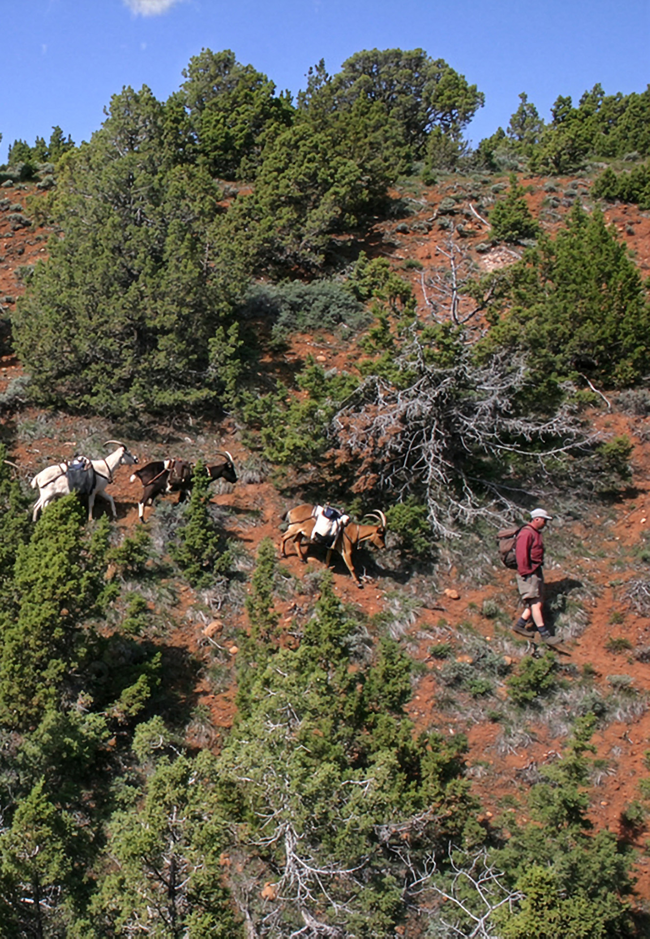 Expedition Goats Vertical