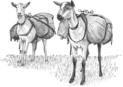 Goat Icon Image Sketch