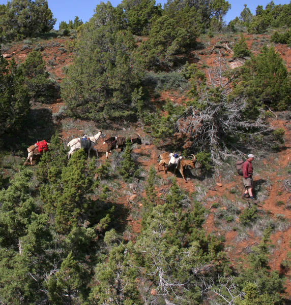 Goat Packing In Montana Pinnacle Pursuit Low Res