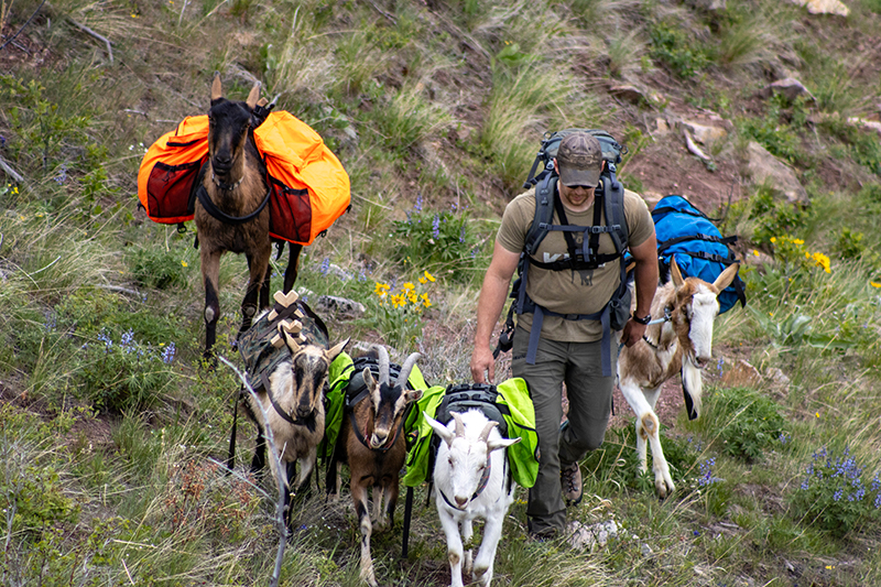 Why Use Pack Goats When Hiking Backcountry In Montana 2