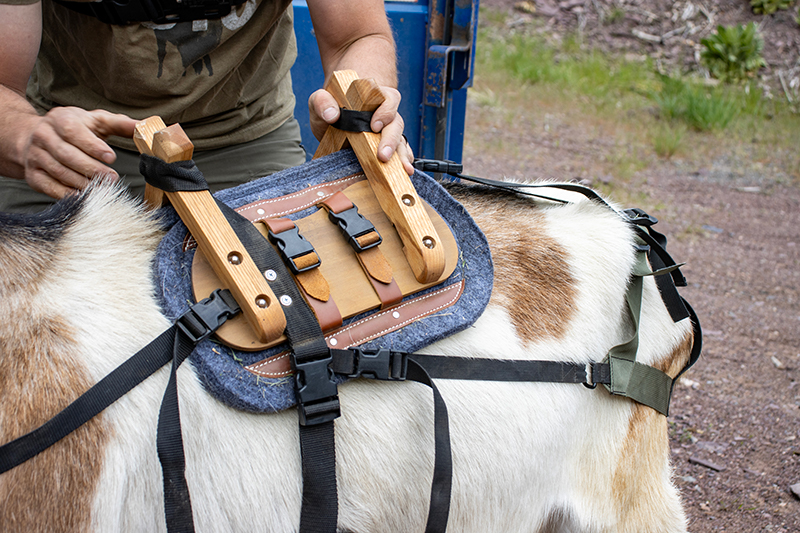 Why Use Pack Goats When Hiking Backcountry In Montana 3 Why Use Pack Goats When Hiking Backcountry In Montana 3
