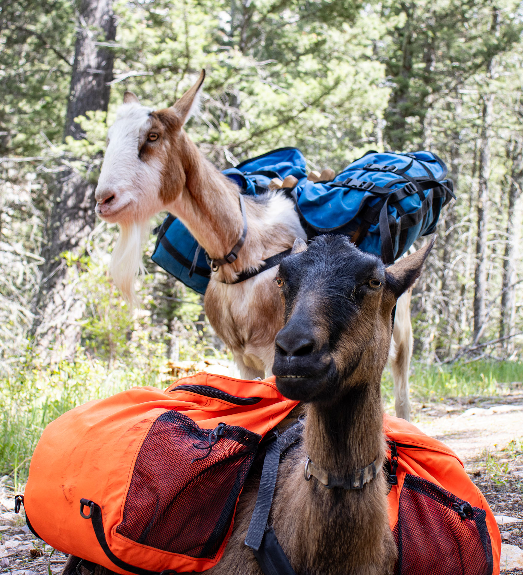 Why Use Pack Goats When Hiking Backcountry In Montana Why Use Pack Goats When Hiking Backcountry In Montana